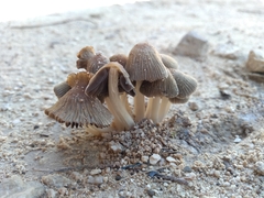 Coprinellus arenicola