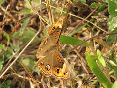 Junonia neildi varia