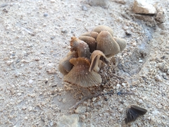 Coprinellus arenicola