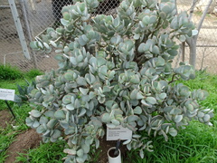 Crassula arborescens arborescens