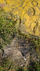 Leiocephalus personatus