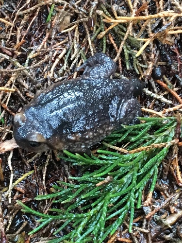 Taita Hills Warty Frog, Callulina dawida
