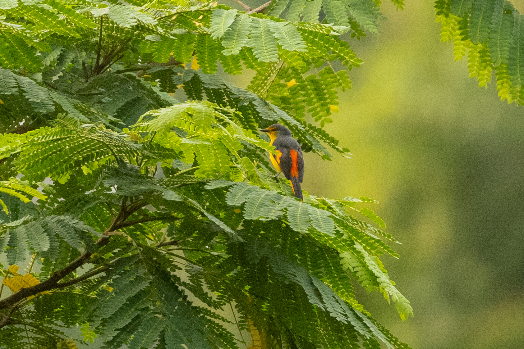 Fiery Minivet (Pericrocotus igneus), photo 3
