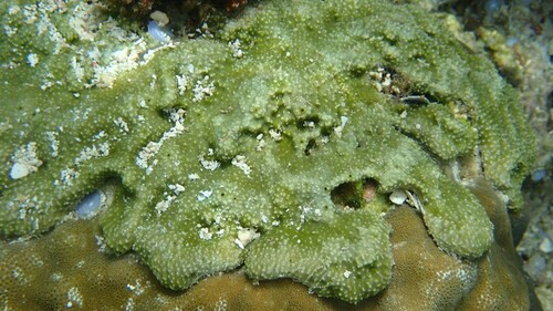 Ircinia ramosa observed 2025-11-19