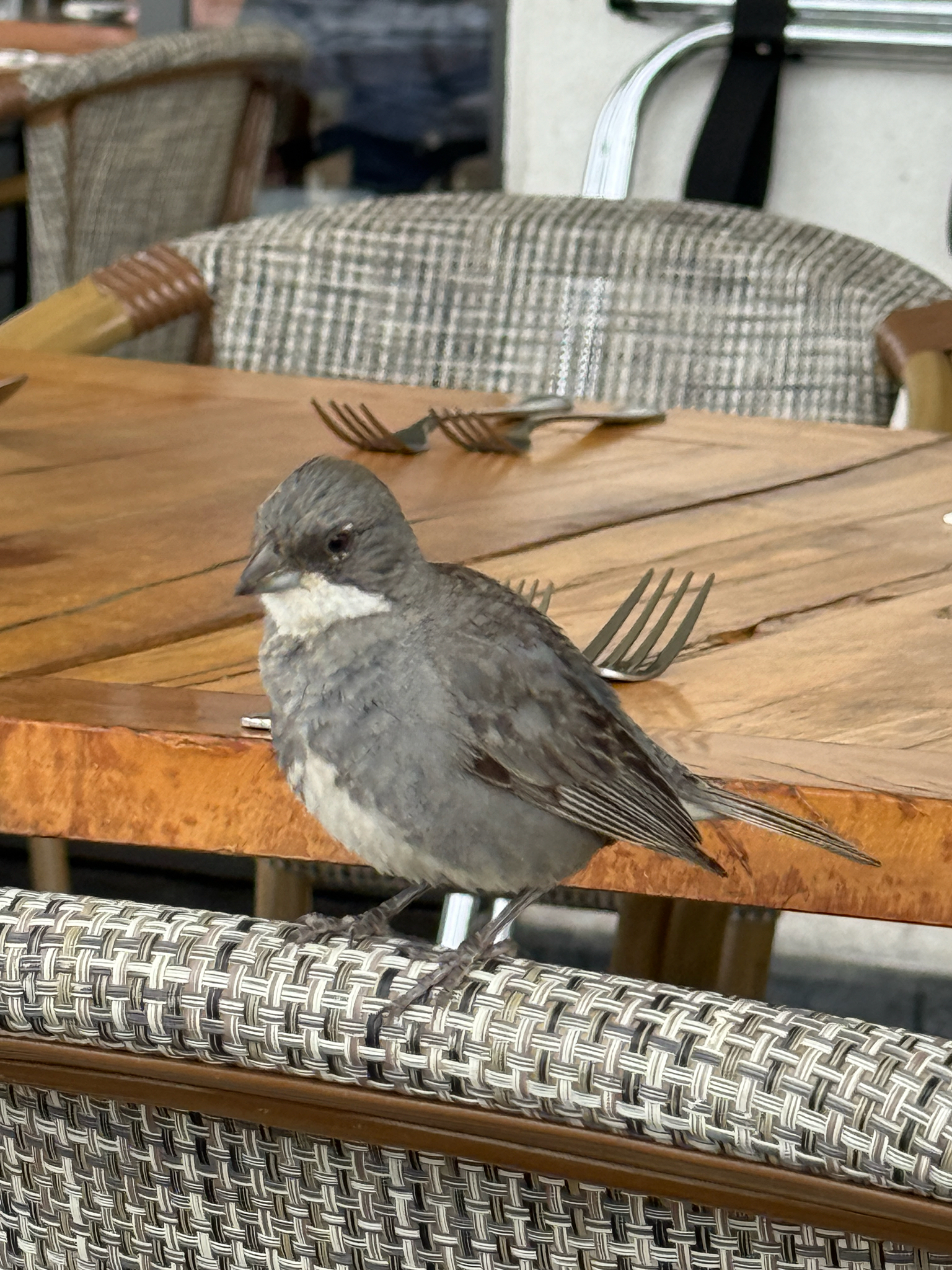 Diuca Finch (Diuca diuca), photo 1
