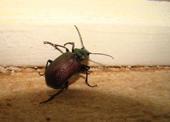 Calosoma alternans