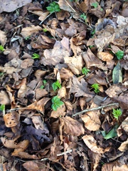 Aegopodium podagraria