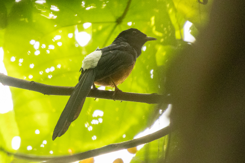 White-rumped Shama