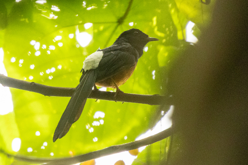 White-rumped Shama