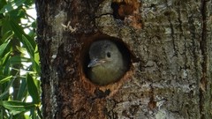 Melanerpes carolinus