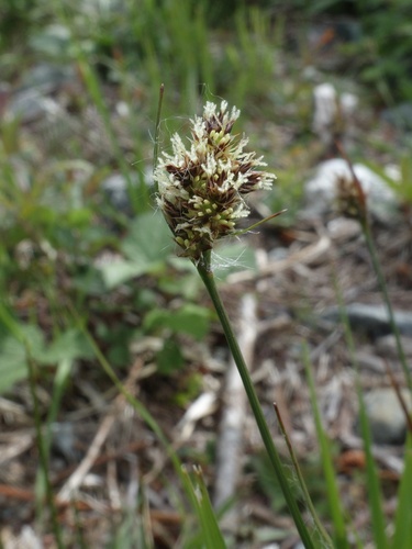 Heath Woodrush (Luzula congesta)