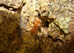 Cephalotes clypeatus