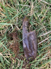 Scyliorhinus stellaris