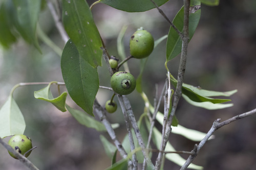 Eugenia chlorophylla