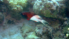 Bodianus anthioides