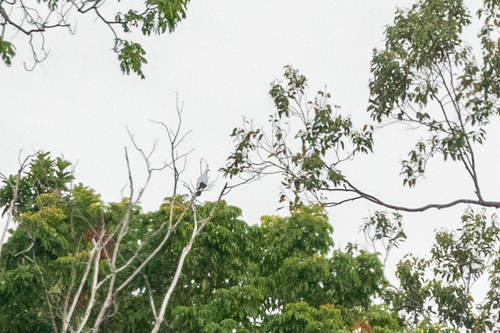 Silvery Pigeon (Columba argentina), photo 9
