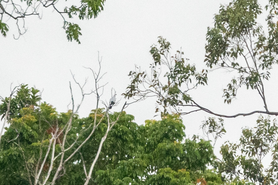 Silvery Woodpigeon illustration