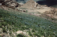 Trichocereus tarijensis