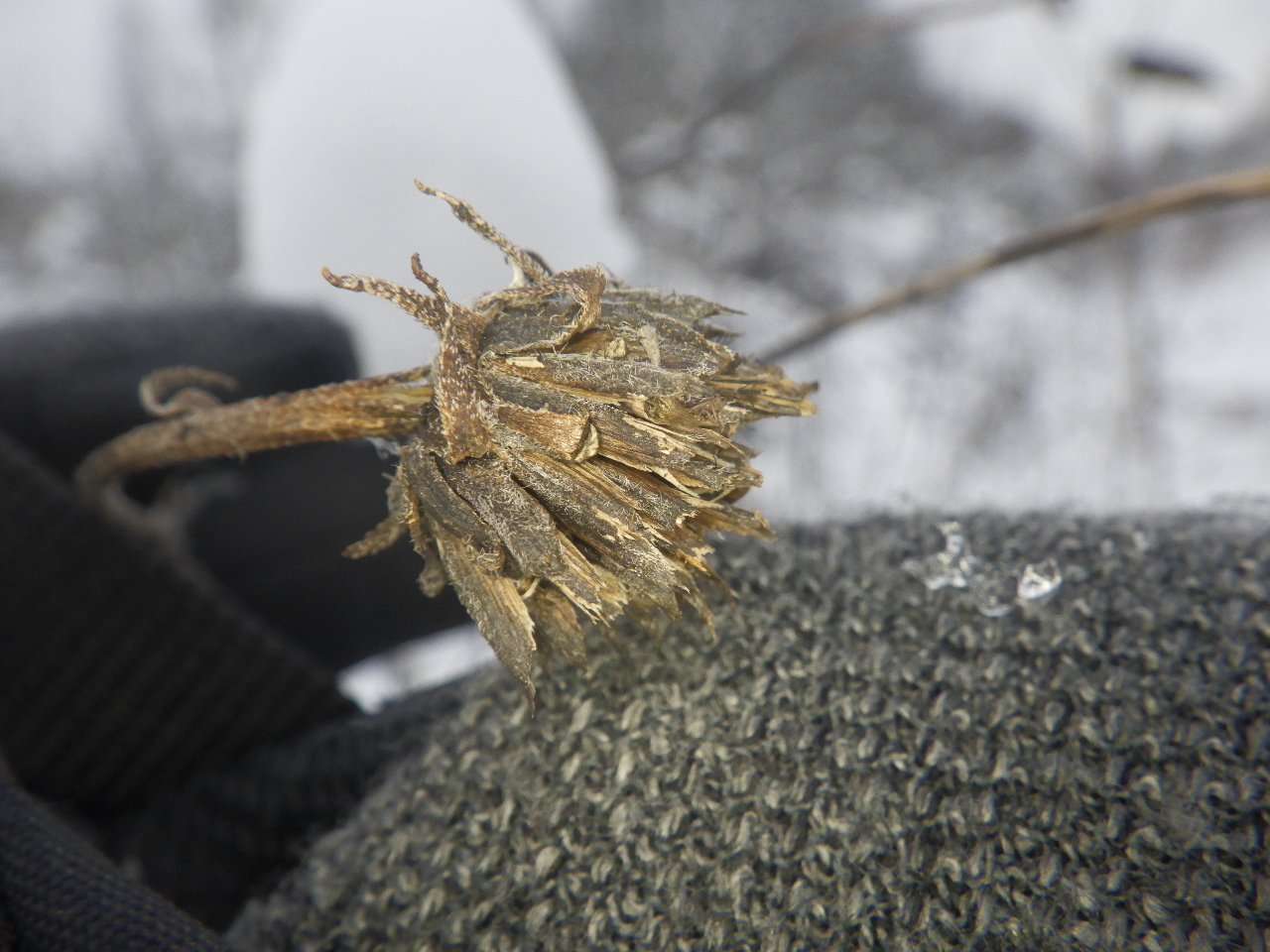 Jerusalem artichoke