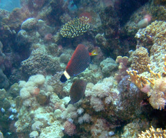 Pseudodax moluccanus