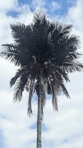 Ceroxylon sasaimae