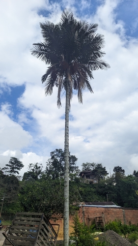 Ceroxylon sasaimae, photograph 2