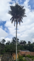 Ceroxylon sasaimae, photograph (c) Camilo Segura, some rights reserved (CC BY)