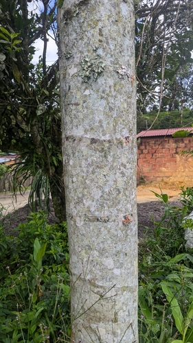 Ceroxylon sasaimae, photograph 3