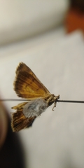 Ecpyrrhorrhoe rubiginalis