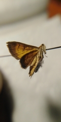Ecpyrrhorrhoe rubiginalis