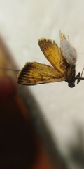 Ecpyrrhorrhoe rubiginalis