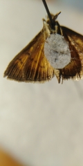 Ecpyrrhorrhoe rubiginalis