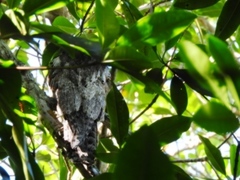 Nyctibius jamaicensis
