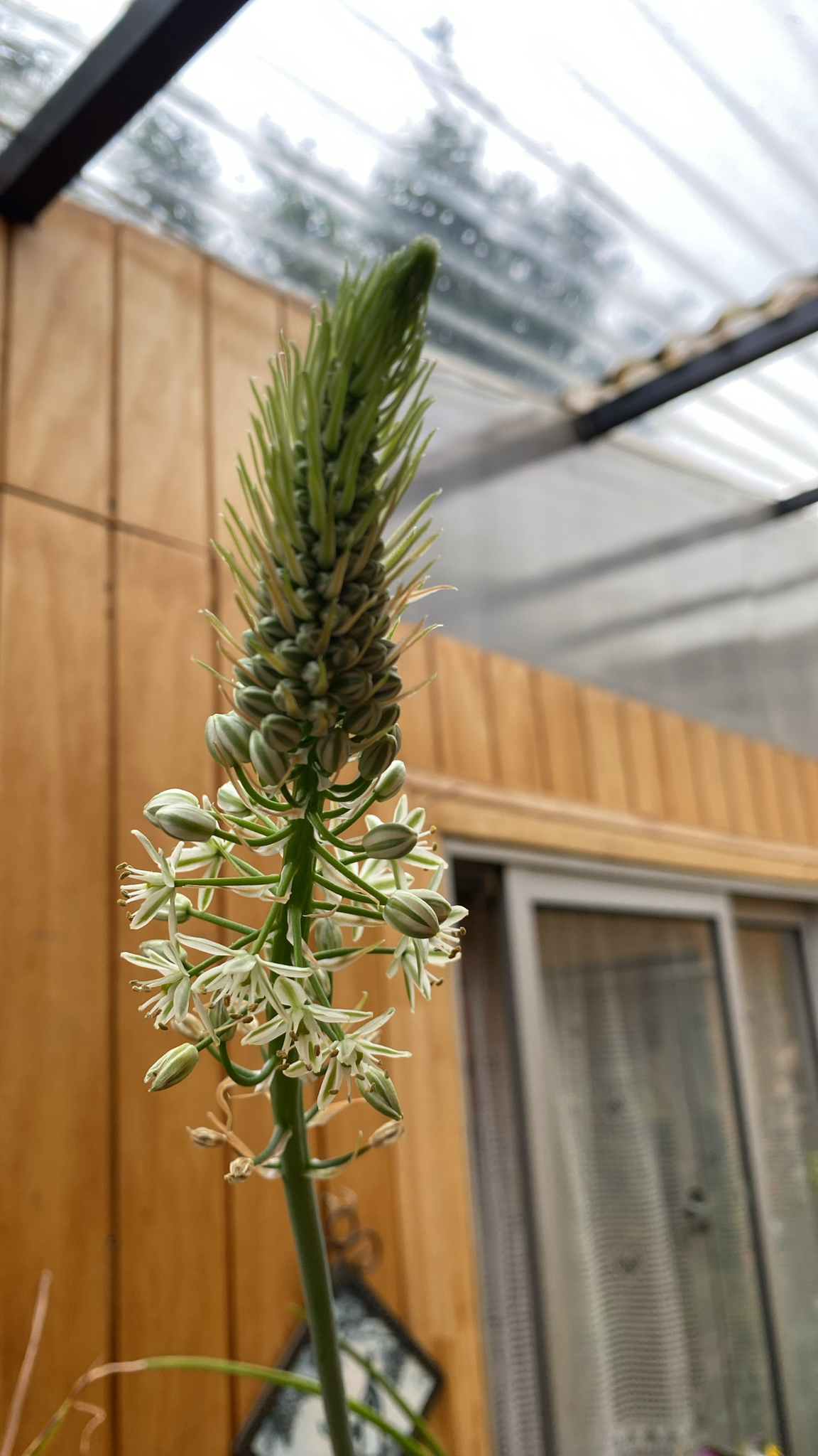 Pregnant Onion (Albuca bracteata)