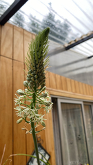 Oignon De Grossesse (Albuca bracteata)