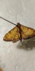 Ecpyrrhorrhoe rubiginalis