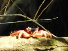 Goniopsis pulchra