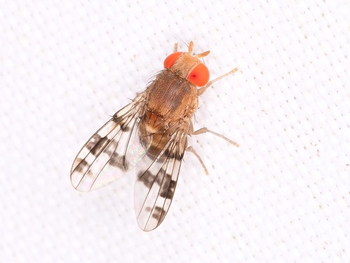 Unknown species found near Williamson County, TX, USA