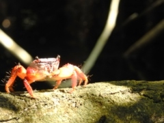 Goniopsis pulchra