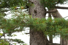 Pinus koraiensis