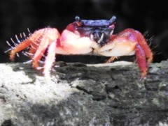 Goniopsis pulchra