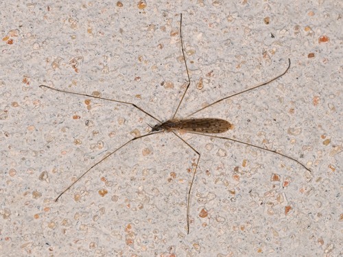 Unknown species found near Williamson County, TX, USA