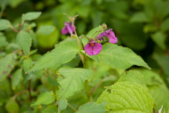 Impatiens textorii