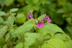 Impatiens textorii