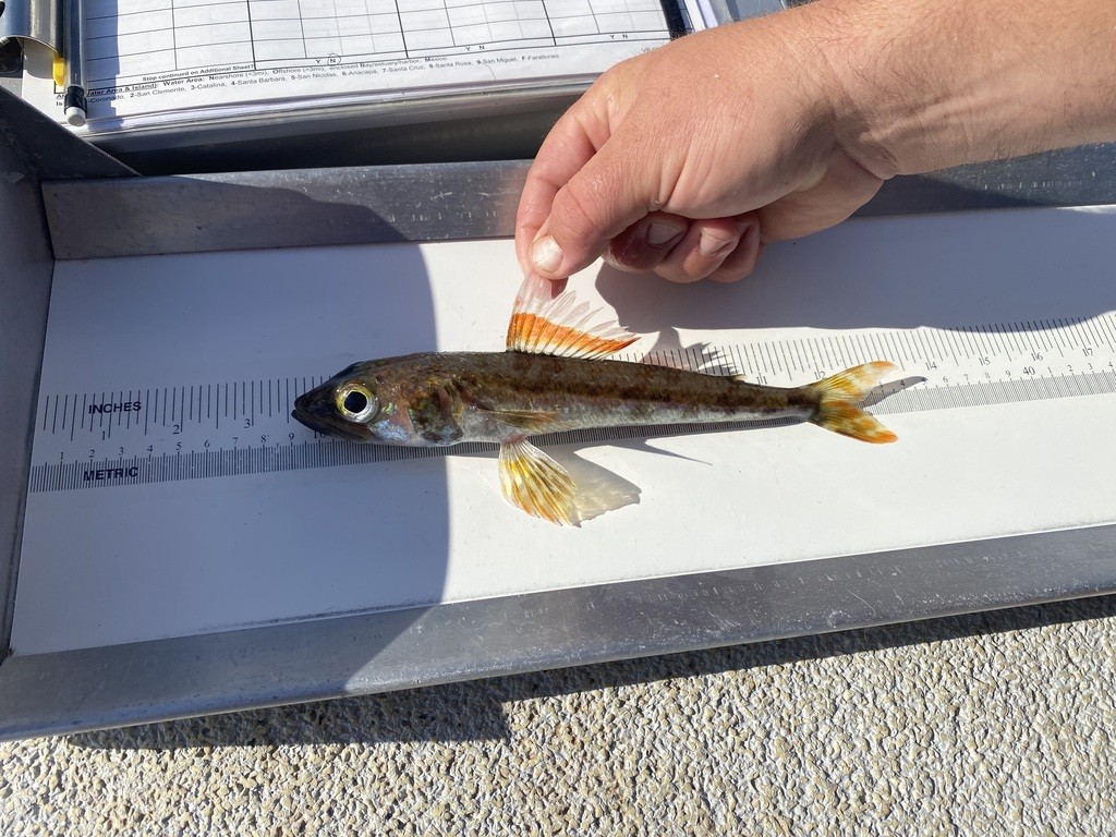 Baja-vlagvinvis (Aulopus bajacali) — Aulopidae