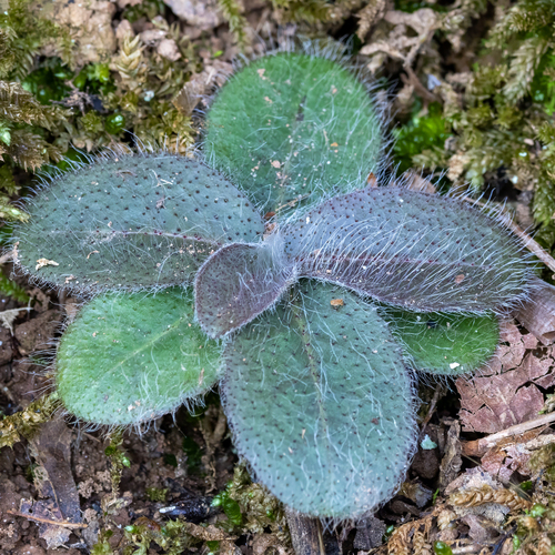Beaked Hawkweed (Hieracium gronovii)
