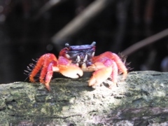 Goniopsis pulchra