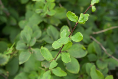 Berberis amurensis