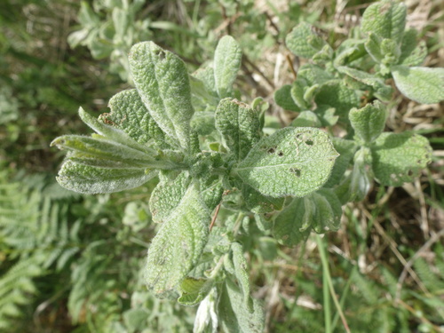 Eared Willow (Salix aurita)