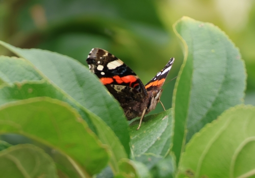 Vanessa atalanta